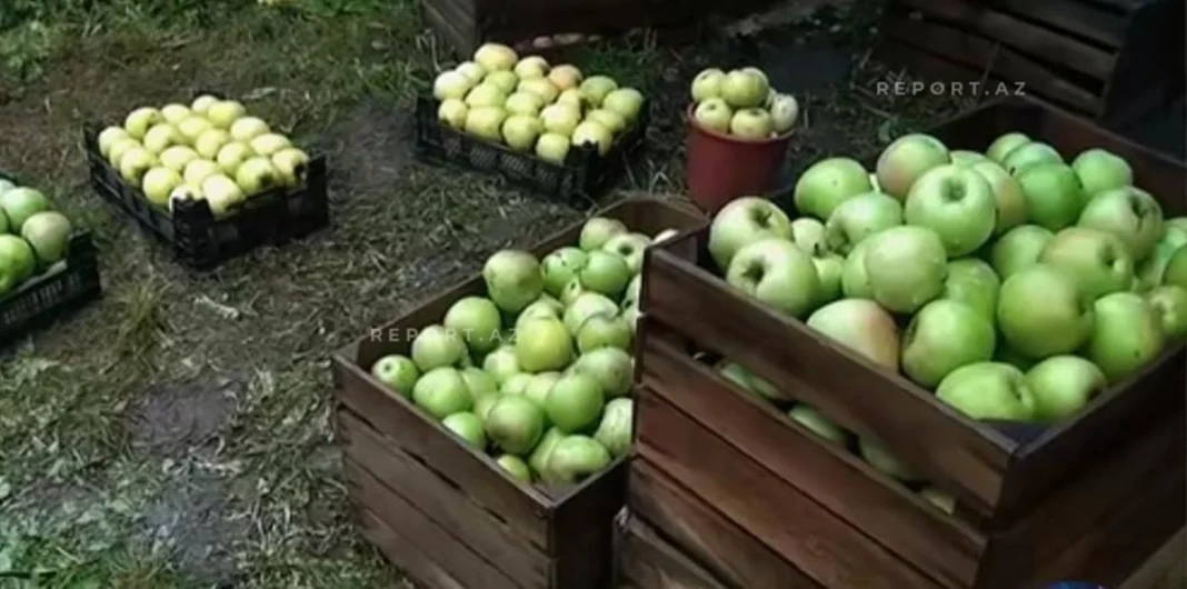 owr0NY42T0jAYY9CveZuDIkMBZP3Cx6wpX9K7uVb_1200